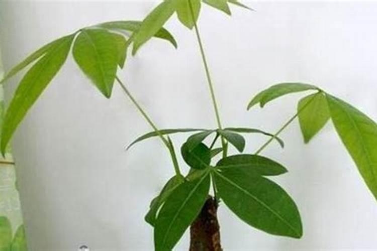 嫁接过的西瓜苗移栽大田后应该用什么肥料灌根