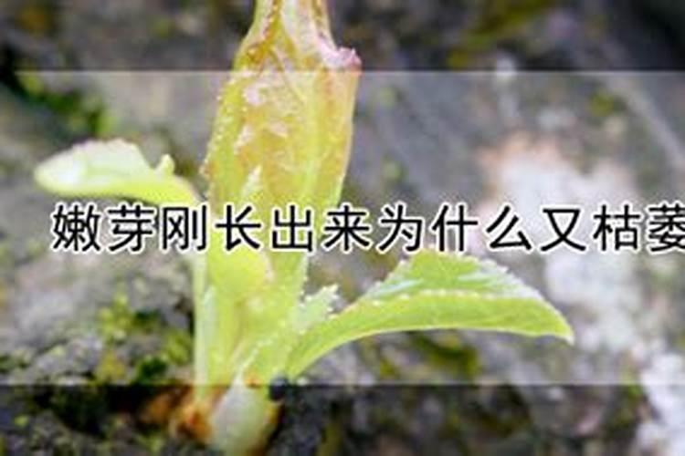 砂糖橘在萌芽时用叶面肥有什么影响吗