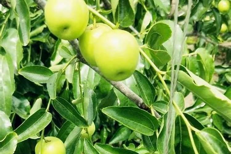 大棚冬枣怎样脱青？怎样快速变红？