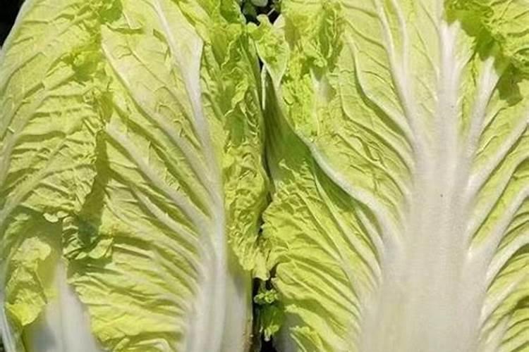 种白菜用什么肥料最好