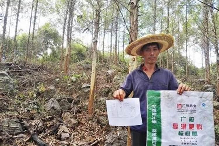 速生桉树施哪种肥最好
