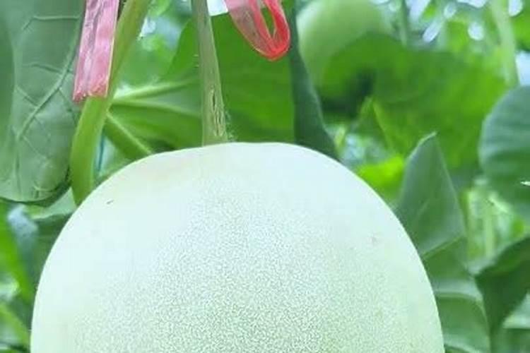 大棚甜瓜坐果以后用什么肥料？