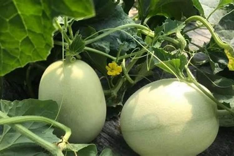 甜瓜用什么肥料好 甜瓜的施肥技术