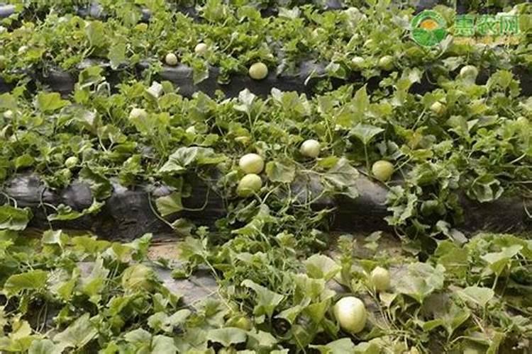 大棚甜瓜坐果以后用什么肥料？