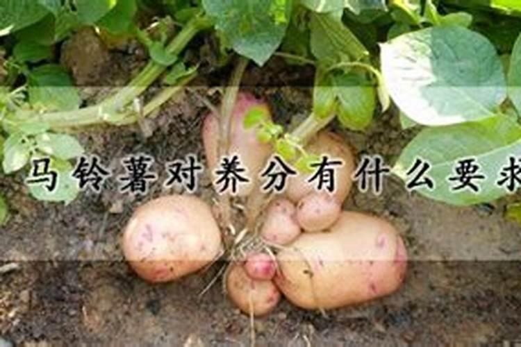马铃薯怎么施肥