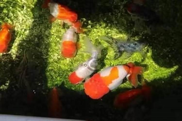 在水产养殖中使用光合细菌有什么好处