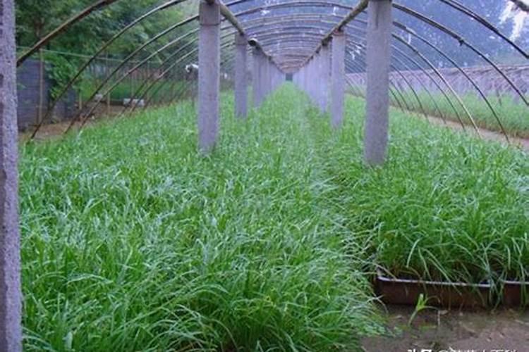 种植韭菜要怎样施肥