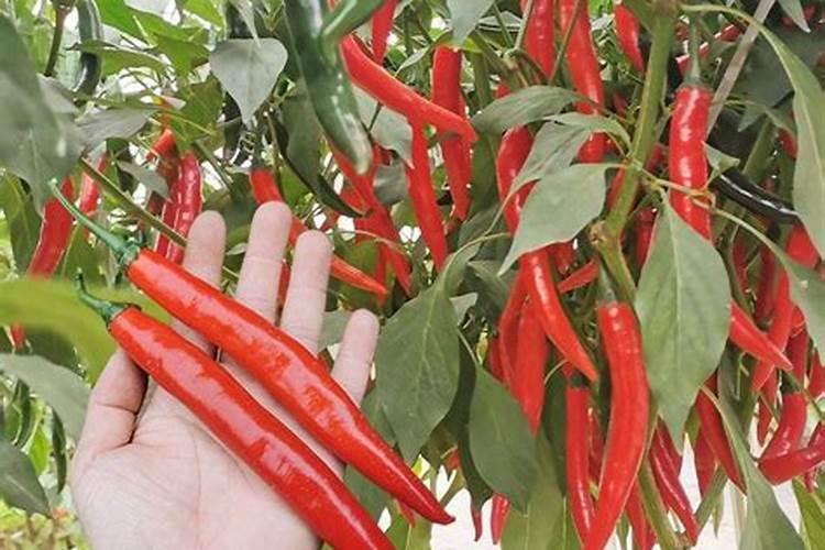 海椒种植多久可以施肥料
