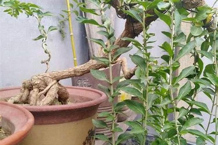 三角梅下山桩(裸根)发芽后多久可以施肥
