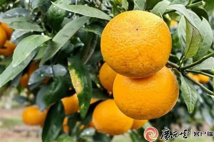 沃柑冬季施肥时间 施什么肥最好