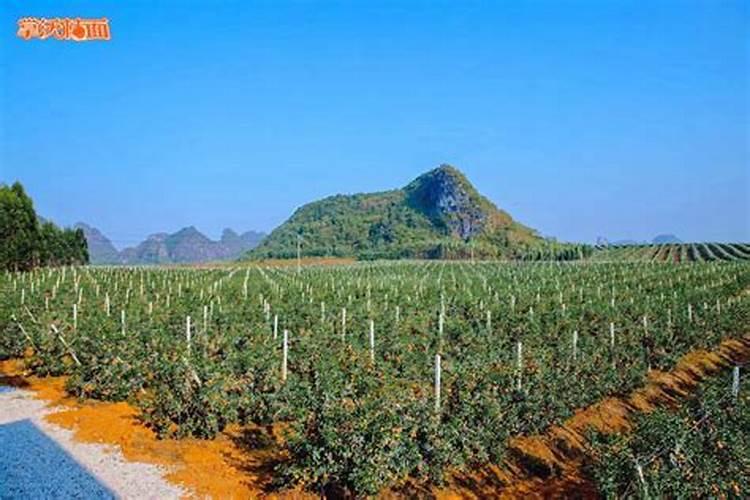 沃柑施什么肥最甜 沃柑用什么肥料最甜