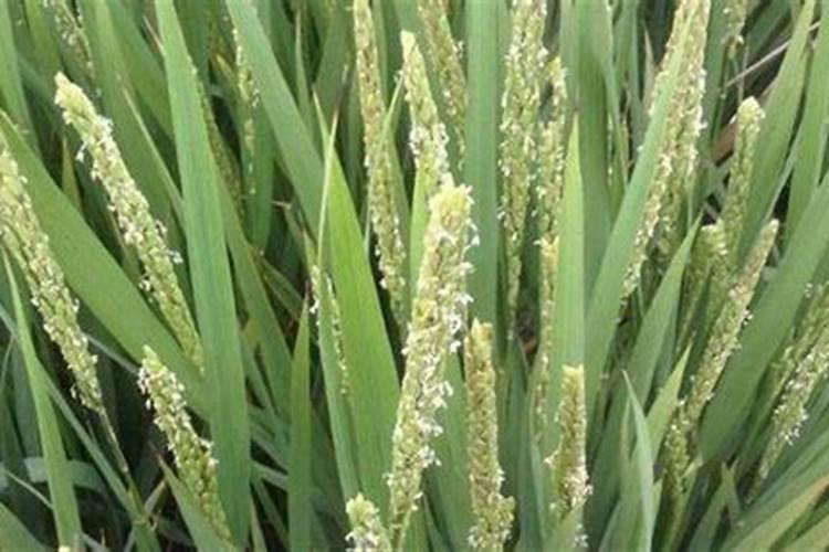 水稻扬花期适合打农药吗？