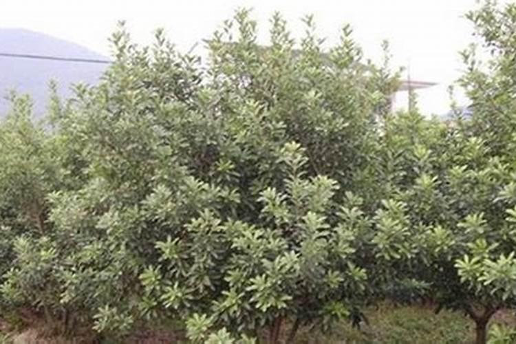大白菜最适合用什么肥做追肥