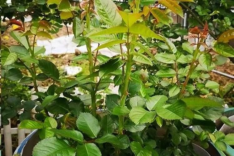 有花苞的月季能施肥吗 施肥方法是什么