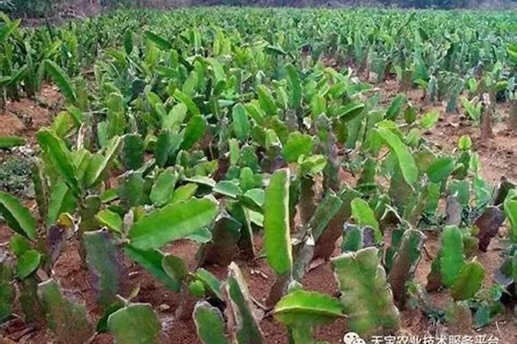 火龙果不结果、落果严重怎么办？只需这几步,保你种出高品质火龙果!