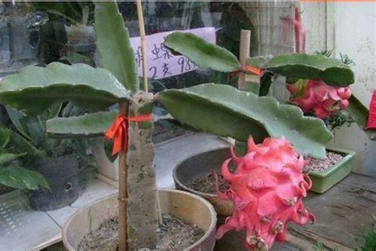 火龙果不开花不结果,是什么原因造成的？