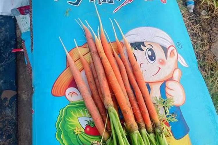 种番茄需要补钙吗？应该在哪些阶段补钙比较好？