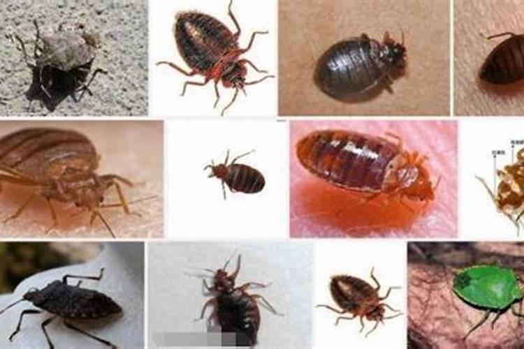 缓释氮肥能给甘蓝苗床上用吗？