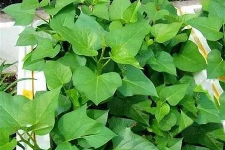 山芋育苗施什么肥料长得快？