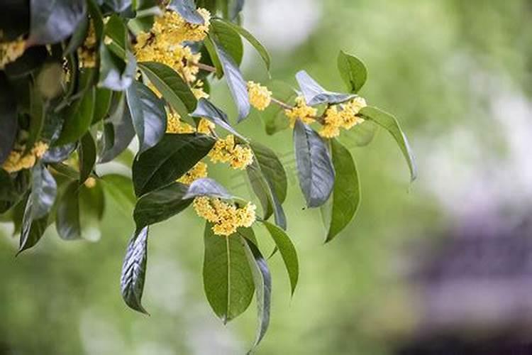 桂花树枝叶少用什么叶面肥能让枝叶茂盛