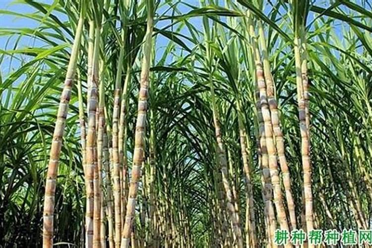 种甘蔗用什么肥料最好