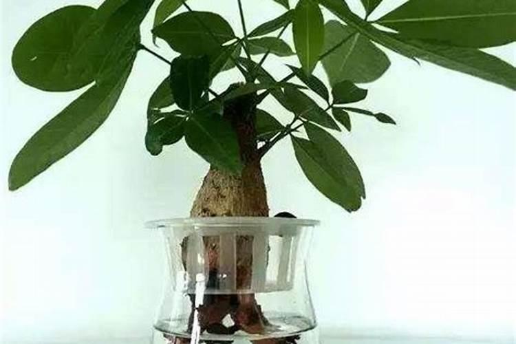 发财树怎么养护用什么肥生根 发财树如何养护用什么肥生根