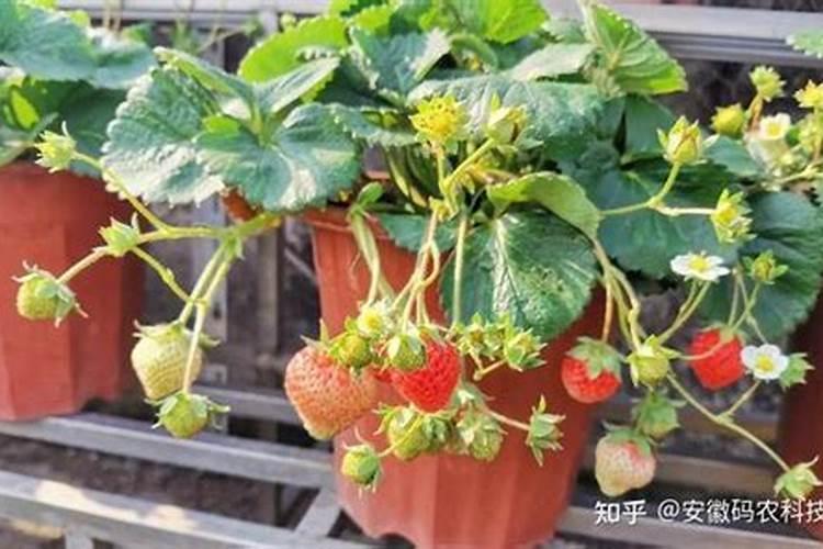 草莓苗长几年可以结果 草莓怎么施肥和浇水