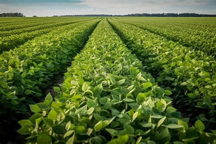 大豆用什么肥料追肥