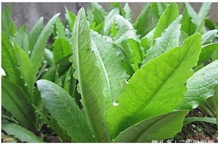 种植莴苣须知,哪些化肥有利于蔬菜长茎干呢？