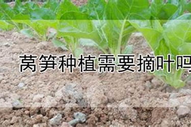 莴笋大规模种植用什么肥料才能长得又粗又壮？