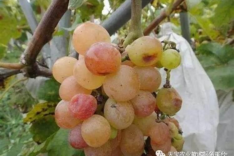 葡萄软果怎么办
