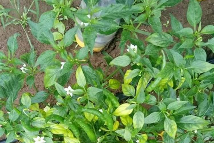 绿芬威果多多主要成分