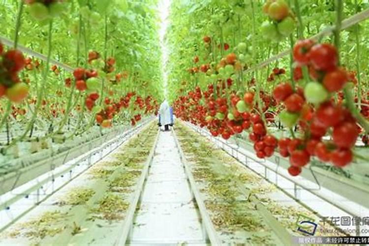 番茄怎么施肥才能高产