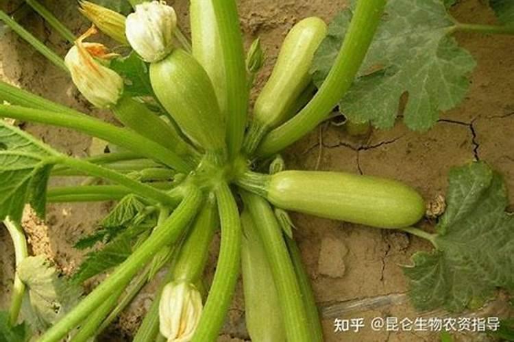 大棚西葫芦压蔓裁培 西葫芦养殖方法总结