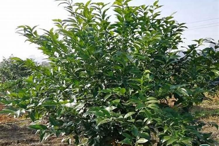 091沃柑春梢大量萌生,具体怎么应对？