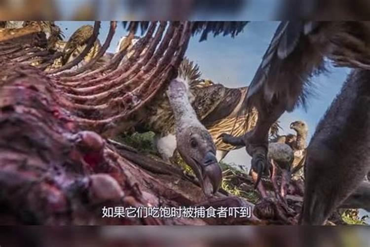 什么东西含氮肥多