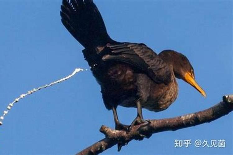 小鸟和大树之间发生了什么事