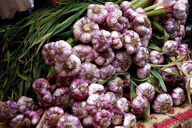 大蒜主要病害有那些？用啥杀菌剂防治？加啥叶面肥好？谢谢。