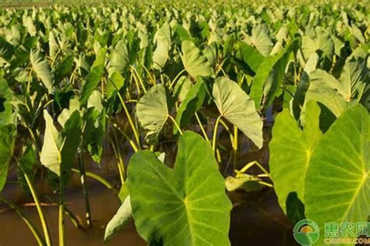 种香芋施什么肥最好