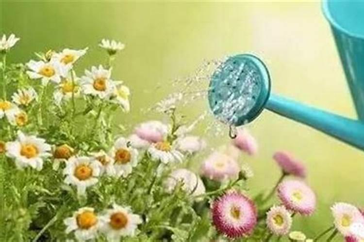 买的花肥可以掺在水里浇花吗