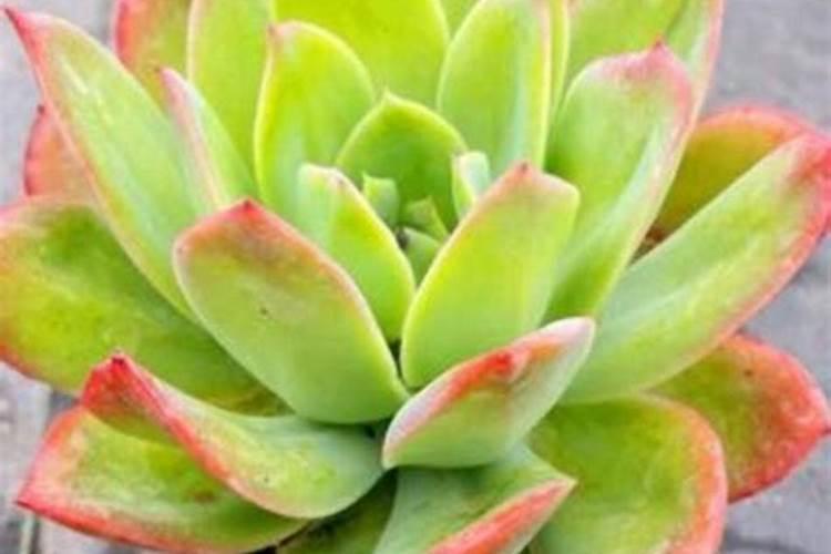 多肉植物用什么养叶子越长越胖