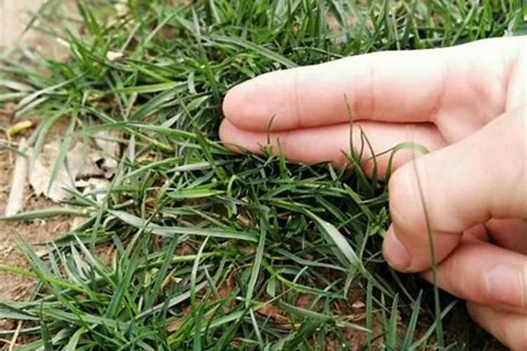 草坪种植一平方多少钱 草坪多少钱一平方 种植多少钱一斤