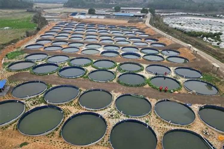 什么是苹果园氮磷钾三要素合理配比根部施肥技术？