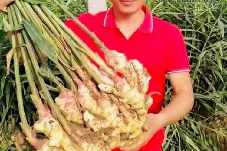 种植一亩姜须三个百分之十五氮磷钾多少斤？