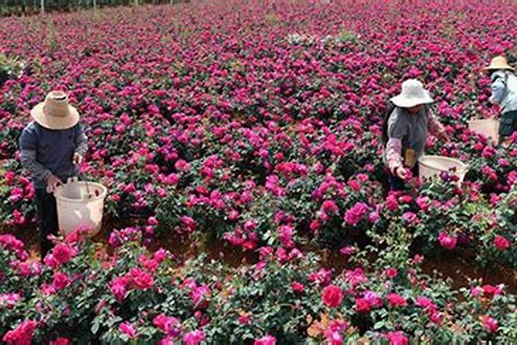 想种大棚西红柿,如何进行水肥管理？要注意什么？