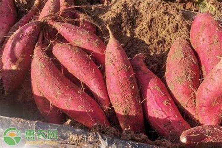 地瓜怎么起不会破皮呢