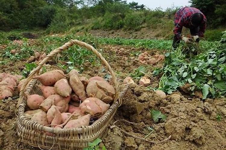 红薯配套种植技术,红薯怎么高产养殖