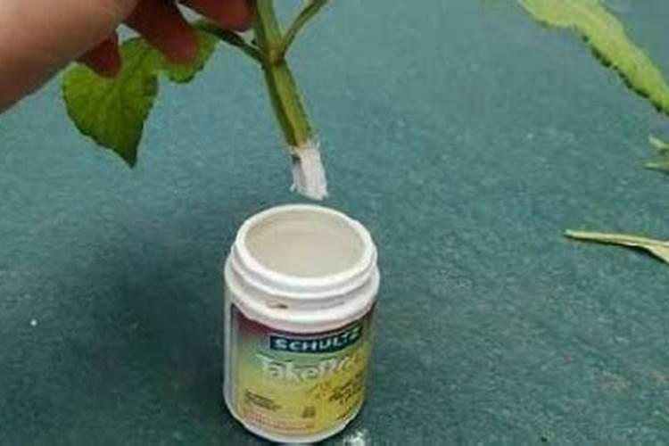 家庭养花喷过多菌灵后还能否补充营养？
