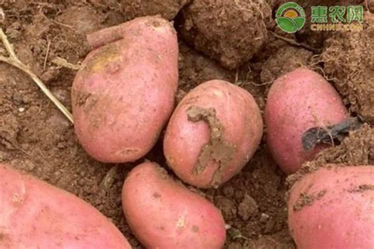 种植土豆用什么肥料最好