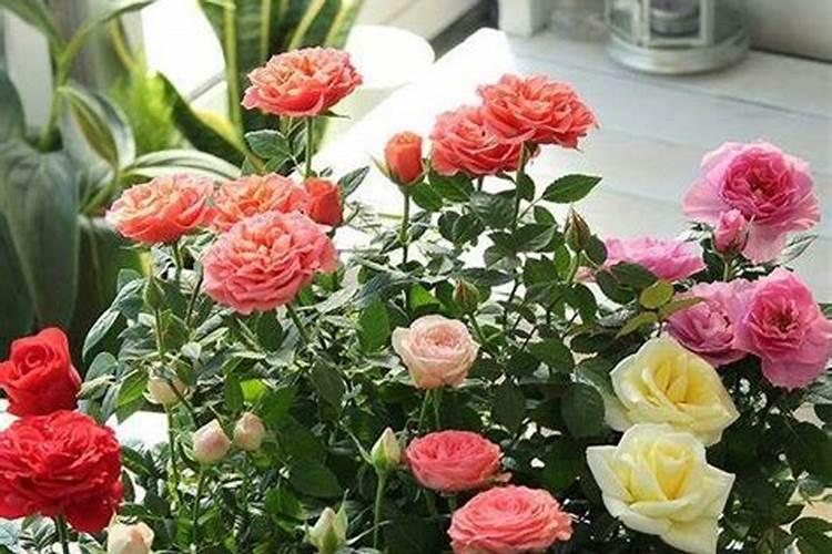 钻石玫瑰花的养护和修剪,钻石玫瑰一年开几次花